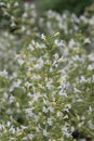 Lesser calamint Clinopodium nepeta White cloud, white flowers